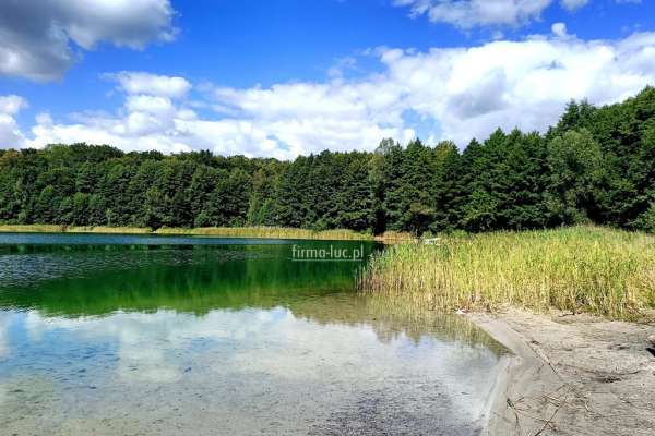 W Puszczy Barlineckiej blisko jeziora Oknunino